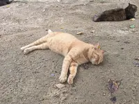 千光寺の写真・動画_image_94102
