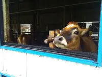 （有）丹後ジャージー牧場 ミルク工房そらの写真・動画_image_94110