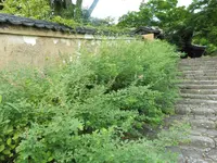 白毫寺の写真・動画_image_95087