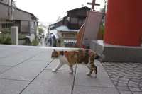 弁財天仲見世通りの写真・動画_image_96242