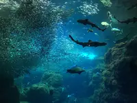 新江ノ島水族館の写真・動画_image_96254