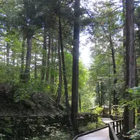 赤沢自然休養林の写真・動画_image_96469