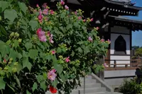 常楽寺の写真・動画_image_96569