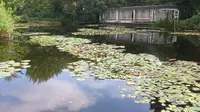 神奈川県立フラワーセンター大船植物園の写真・動画_image_96689