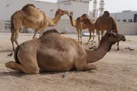 Souq Waqifの写真・動画_image_96699