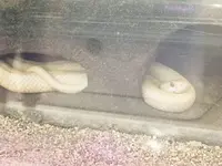 錦帯橋の写真・動画_image_97270