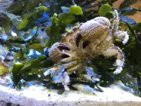 アクアマリンふくしまの写真・動画_image_97670