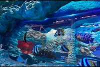 スパリゾートハワイアンズの写真・動画_image_97728
