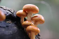 赤倉神社の写真・動画_image_97913