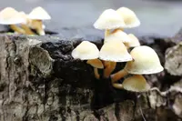赤倉神社の写真・動画_image_97914
