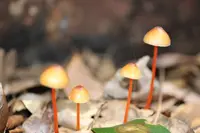 赤倉神社の写真・動画_image_97918