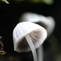 赤倉神社の写真・動画_image_97919