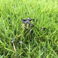 大江ノ郷自然牧場 ココガーデンの写真・動画_image_97922