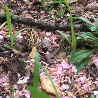 大江小学校の写真・動画_image_97926