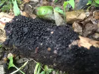 大江小学校の写真・動画_image_97929