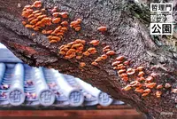 哲学堂公園の写真・動画_image_98018