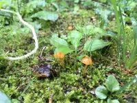 （有）北村きのこ園の写真・動画_image_98128