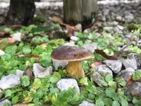（有）北村きのこ園の写真・動画_image_98129