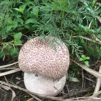 （有）北村きのこ園の写真・動画_image_98130