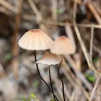 大江へき地保育所の写真・動画_image_98132