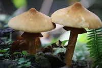 大江の山奥の写真・動画_image_98137