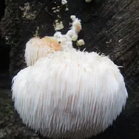 大江の山奥の写真・動画_image_98138