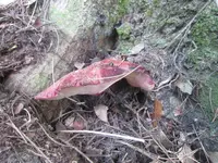 大江の山奥の写真・動画_image_98139