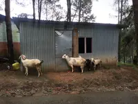 ナガーコットの写真・動画_image_98397