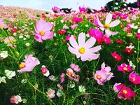 国営ひたち海浜公園の写真・動画_image_98540