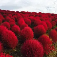 国営ひたち海浜公園の写真・動画_image_98541