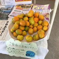 道の駅 みなとオアシスうわじま きさいや広場の写真・動画_image_99439