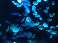 京都水族館の写真・動画_image_99521