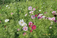 県営権現堂公園（幸手市権現堂堤）の写真・動画_image_1000673