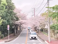 伊豆高原桜並木の写真・動画_image_1000683