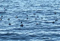 山下公園の写真・動画_image_1000766