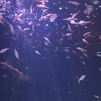 サンシャイン水族館の写真・動画_image_1000789