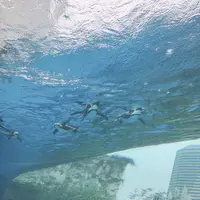 サンシャイン水族館の写真・動画_image_1000791
