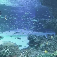 サンシャイン水族館の写真・動画_image_1000792