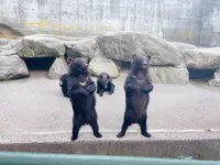 クマ牧場前の写真・動画_image_1001002