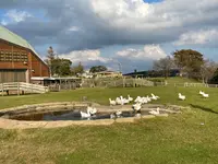 マザー牧場の写真・動画_image_1006274