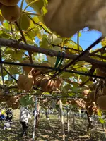 マザー牧場の写真・動画_image_1006276