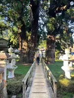 栢野の大杉の写真・動画_image_1007997