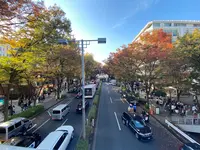 表参道　ケヤキ並木の写真・動画_image_1008335