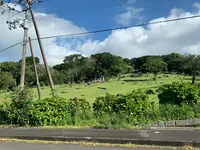 足摺巨石群 唐人駄場遺跡の写真・動画_image_1035242