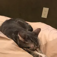 猫カフェ MoCHA（モカ）秋葉原店の写真・動画_image_1044480