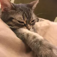 猫カフェ MoCHA（モカ）秋葉原店の写真・動画_image_1044481