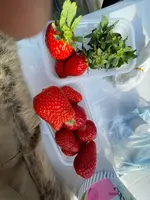 いちご家のむのむの写真・動画_image_1050164