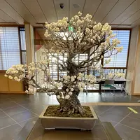 大宮盆栽美術館の写真・動画_image_1065194