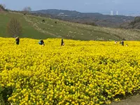 あわじ花さじきの写真・動画_image_1082277