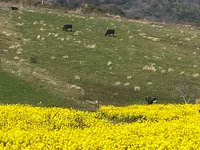 あわじ花さじきの写真・動画_image_1082280